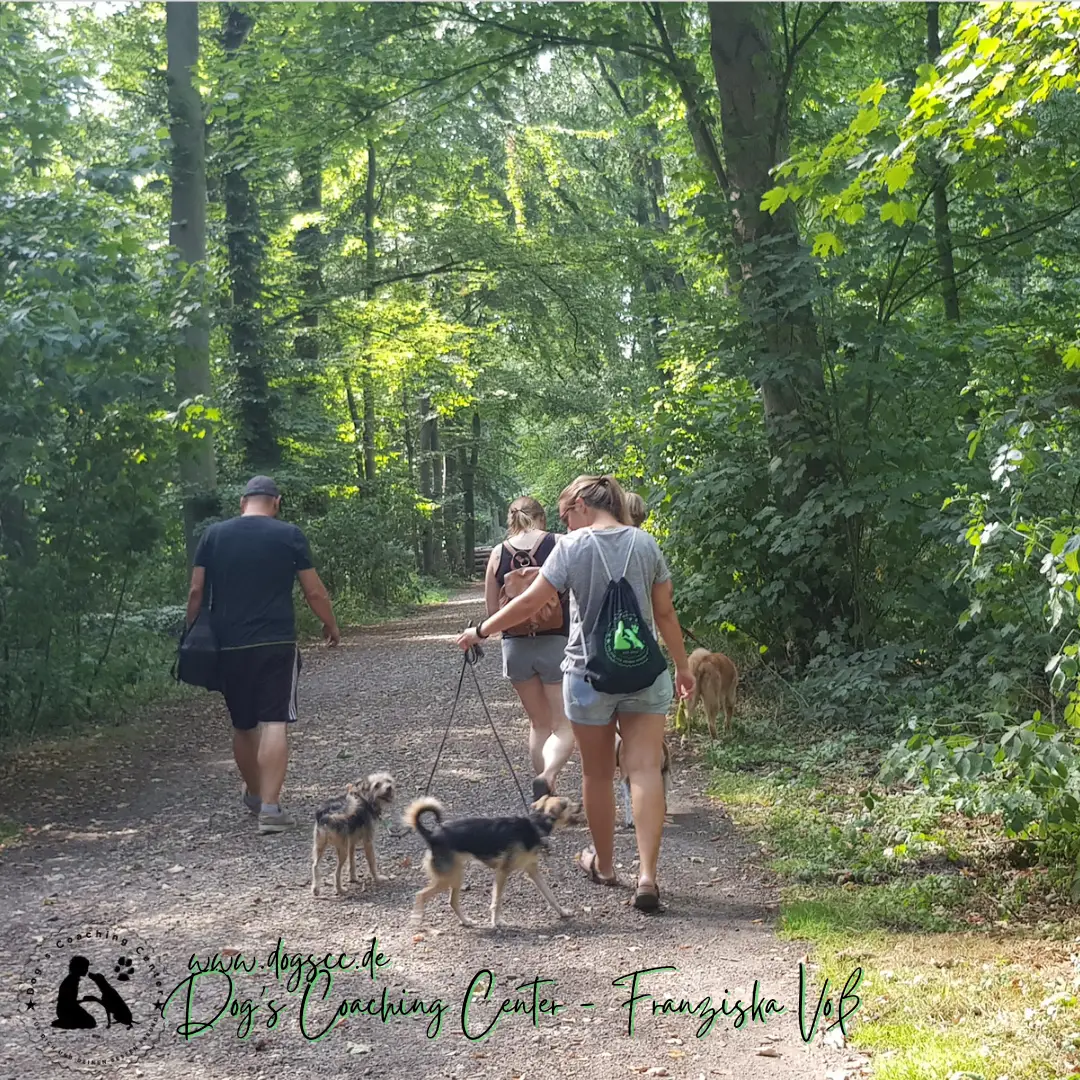 Hundeausbildung - Elite Walk