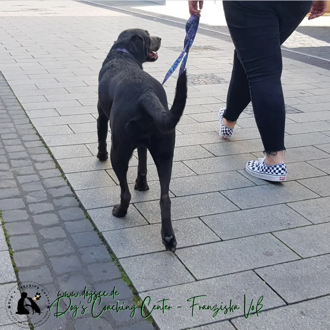 Hundeausbildung - Next Level