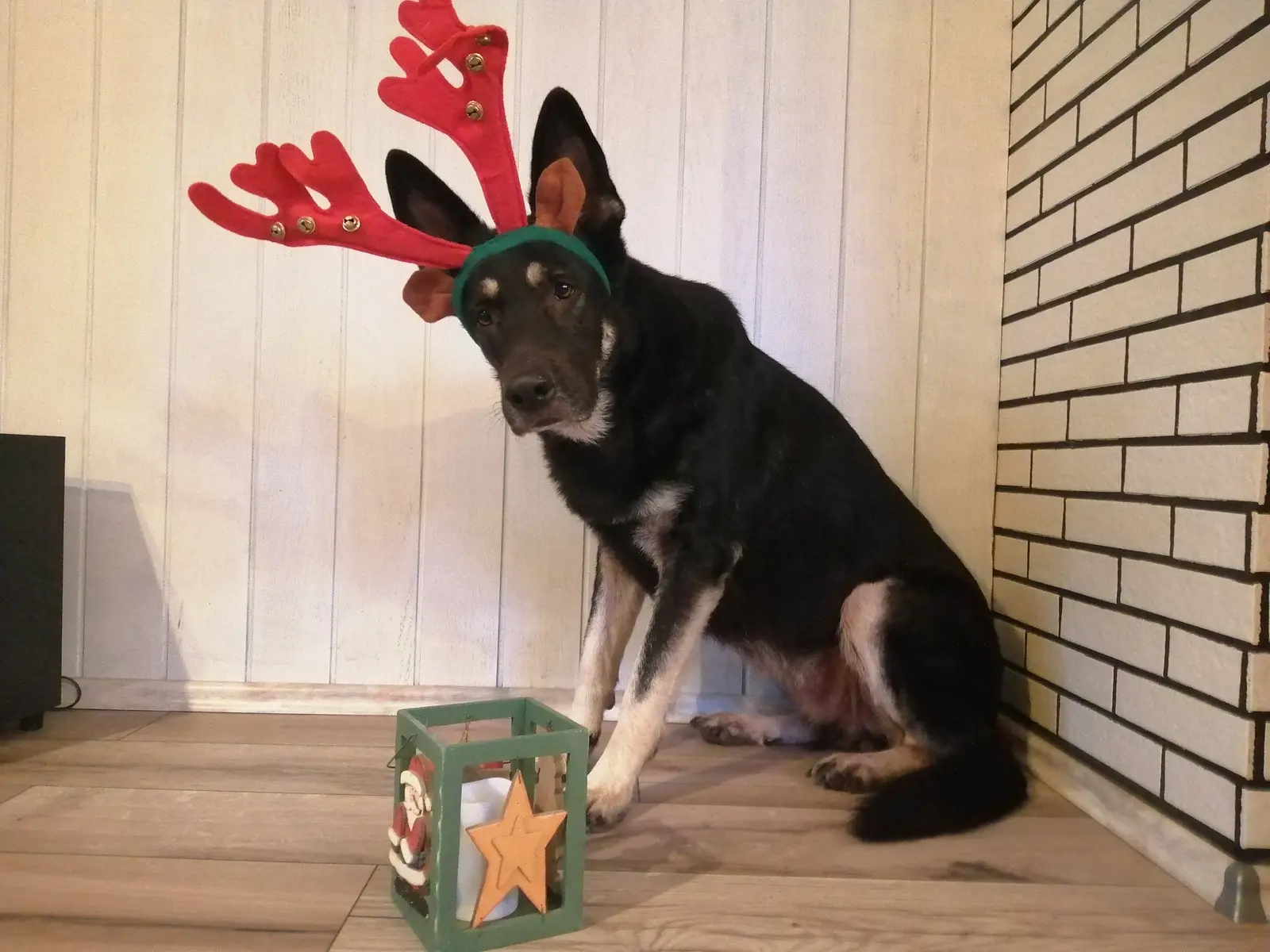 Weihnachtszeit – Sicherheit für Deinen Hund