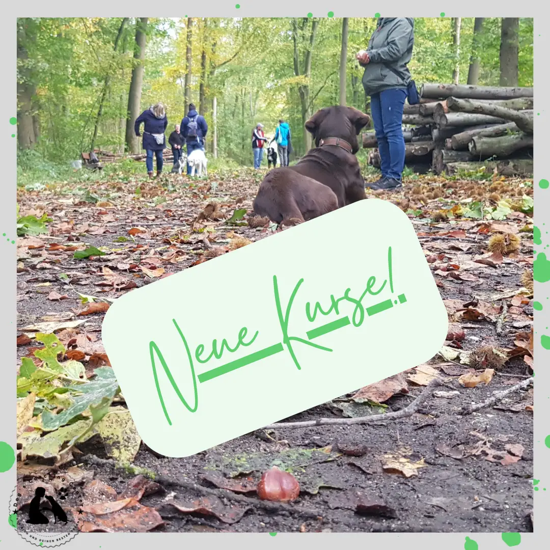 09.06.2022: Blogbeitrag - Kursstart Hunde mit Besitzern im Wald zum Üben