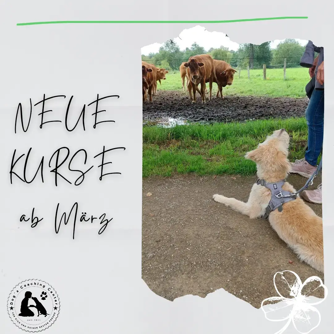 grauer Hintergrund mit grünen Linien, links Text: NEUE KURSE ab März, rechts ein Bild von einem Hund, der Platz macht, vor einer Kuhwiese, untenlinks Logo DCC, rdchts ein Kleeblatt